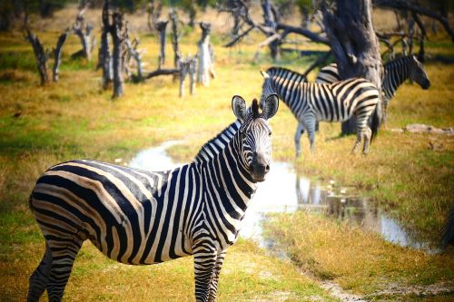 Zebra,  Gyvūnų Pasaulis,  Gamta,  Kampanija,  Gyvūnas,  Botsvana,  Be Honoraro Mokesčio