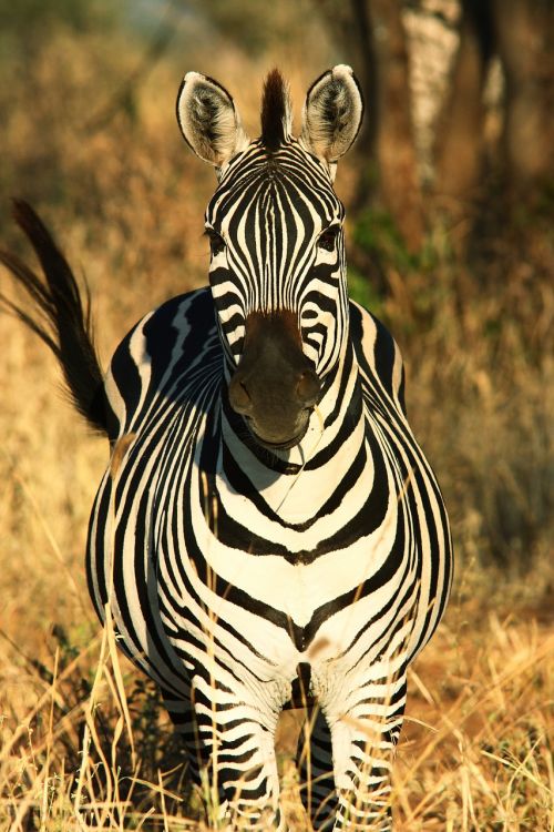 Zebra,  Afrika,  Gyvūnų Pasaulis,  Gamta,  Savana,  Serengeti,  Laukiniai,  Be Honoraro Mokesčio