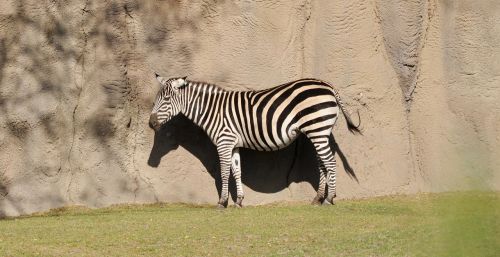 Zebra,  Gyvūnų Pasaulis,  Gamta,  Kampanija,  Gyvūnas,  Be Honoraro Mokesčio