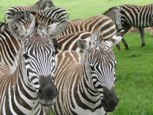 Zebra,  Laukinė Gamta,  Gamta,  Gyvūnas,  Arkliai,  Džiunglės,  Afrika,  Be Honoraro Mokesčio