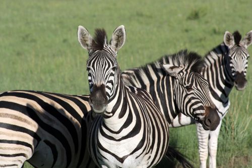 Zebra,  Gyvūnas,  Laukinė Gamta,  Žinduolis,  Safari,  Be Honoraro Mokesčio