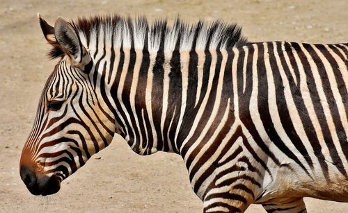 Zebra,  Laukinis Gyvūnas,  Zoo,  Afrikoje,  Gyvūnas,  Crosswalk,  Pobūdį,  Gyvūnijos Pasaulyje,  Žinduolis,  Juostelės,  Dryžuotas,  Juoda Ir Balta,  Pietų Afrika,  Tierpark Hellabrunn