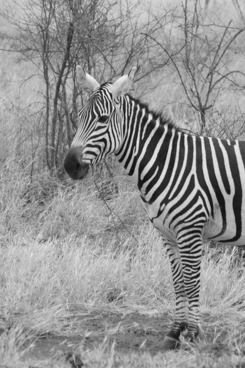 Zebra,  Gyvūnas,  Šeima,  Laukiniai,  Žinduolis,  Safari,  Afrika,  Kelionė,  Kenya,  Tsavo,  Nuotykis,  Tyrinėti,  Zebra