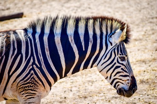 Zebra,  Gyvūnijos,  Pobūdį,  Laukinių,  Safari