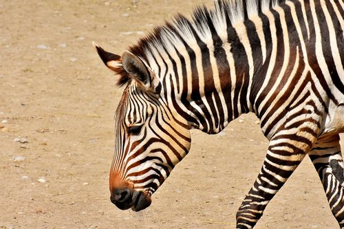 Zebra,  Laukinis Gyvūnas,  Zoo,  Afrikoje,  Gyvūnas,  Crosswalk,  Pobūdį,  Gyvūnijos Pasaulyje,  Žinduolis,  Juostelės,  Dryžuotas,  Juoda Ir Balta,  Pietų Afrika,  Tierpark Hellabrunn