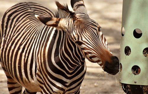 Zebra,  Laukinis Gyvūnas,  Zoo,  Valgyti,  Šėrimo,  Afrikoje,  Gyvūnas,  Crosswalk,  Pobūdį,  Gyvūnijos Pasaulyje,  Žinduolis,  Juostelės,  Dryžuotas,  Juoda Ir Balta,  Pietų Afrika,  Tierpark Hellabrunn