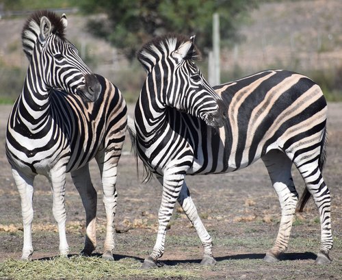 Zebra,  Arklį,  Safari,  Gyvūnijos,  Laukinis