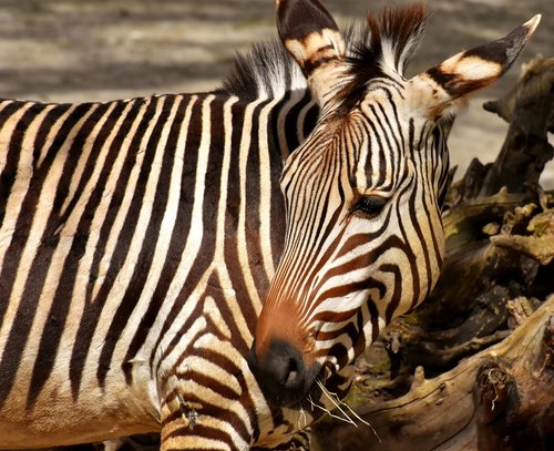 Zebra,  Laukinis Gyvūnas,  Zoo,  Valgyti,  Šėrimo,  Afrikoje,  Gyvūnas,  Crosswalk,  Pobūdį,  Gyvūnijos Pasaulyje,  Žinduolis,  Juostelės,  Dryžuotas,  Juoda Ir Balta,  Pietų Afrika,  Tierpark Hellabrunn