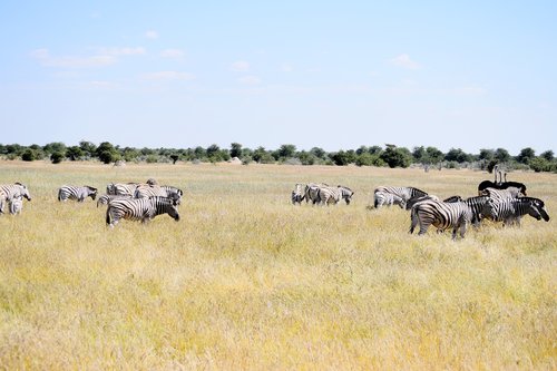 Zebra,  Strutis,  Etosha,  Namibija,  Pobūdį,  Gyvūnijos,  Laukinių,  Gyvūnas,  Safari,  Žolė,  Laukas
