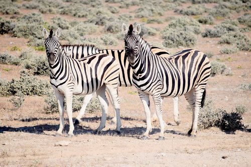 Zebra,  Ieško,  Etosha,  Namibija,  Safaris,  Laukinių,  Pobūdį,  Gyvūnijos,  Juostelės,  Afrikoje,  Juoda Ir Balta,  Gyvūnas