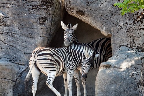 Zebra,  Laukinių Gyvūnų,  Hagenbeck Zoo,  Zoologijos Sodas
