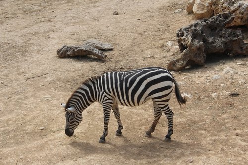 Zebra,  Biblinis Zoo,  Gyvūnai