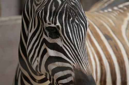 Zebra, Iš Arti, Gyvūnai, Afrikos, Safari, Laukiniai, Modelis