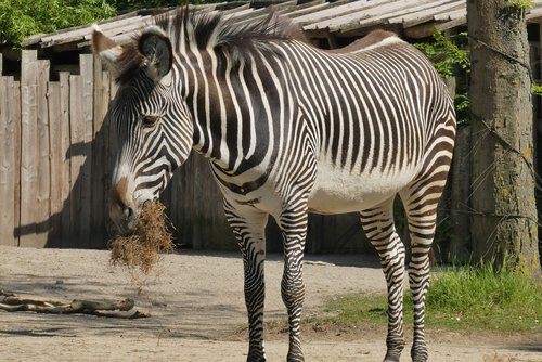 Zebra,  Zoo,  Maisto,  Belgija,  Planckendael,  Zebras Juosteles,  Afrikoje,  Laukinių,  Žinduolis