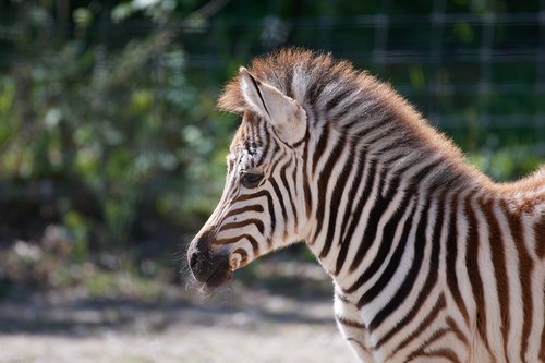 Zebra,  Jauna,  Juostelės,  Afrikoje,  Safari,  Crosswalk,  Laukinis Gyvūnas,  Juoda Ir Balta,  Jauna Zebras
