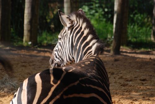 Zebra, Gyvūnas, Juostelės, Dryžuotas, Laukinė Gamta, Zoologijos Sodas, Safari, Afrika, Žinduolis, Afrikos