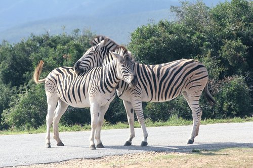 Zebra,  Du,  Safari,  Pietų Afrika,  Dryžuotas,  Juostelės,  Kirsti