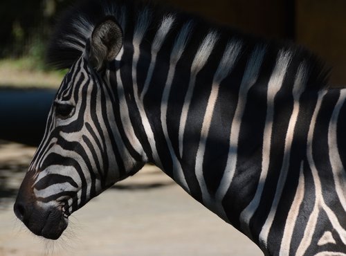 Zebra,  Juostele Modelis,  Zoo,  Galva
