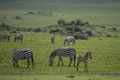 Zebra,  Afrikoje,  Gyvūnas,  Safari,  Tanzania,  Pobūdį,  Gyvūnai,  Žolė,  Laukinių,  Juostelės,  Kraštovaizdis