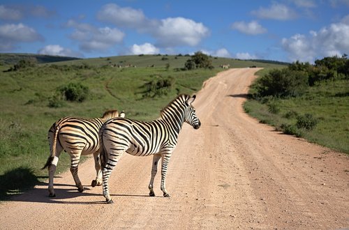 Zebra,  Pietų Afrika,  Afrikoje,  Gyvūnas,  Pobūdį,  Juostelės,  Dryžuotas,  Safari,  Gyvūnijos,  Kelionė,  Dykuma,  Savannah,  Kelių,  Žvyras