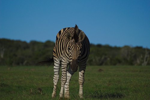 Zebra,  Jauna,  Gyvūnas,  Addo,  Dramblys,  Pilietis,  Parkas,  Pietų,  Afrika