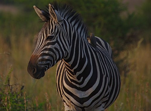 Zebra,  Gyvūnas,  Pilanesbergo,  Pilietis,  Parkas,  Pietų,  Afrikoje,  Akys,  Rytą,  Mielas