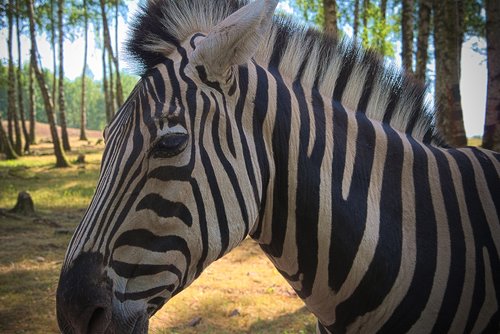 Zebra,  Gyvūnas,  Afrikoje,  Zoo,  Ragai,  Laukinių,  Safari,  Pobūdį,  Gyvūnai