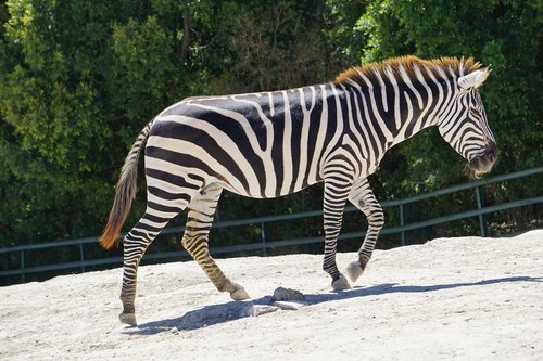 Zebra,  Gyvūnai,  Afrikoje,  Juostelės,  Safari,  Zoo,  Žinduoliai,  Savannah,  Pobūdį,  Žinduolis,  Baltos Spalvos,  Juodas