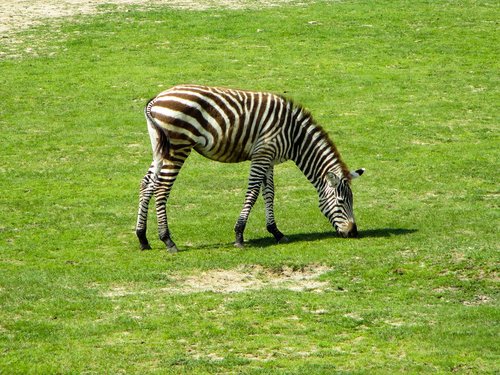 Zebra,  Žinduolis,  Gyvūnas,  Afrikoje,  Pobūdį,  Laukinis Pasaulis,  Dryžuotas,  Zoo,  Žolė,  Linijos