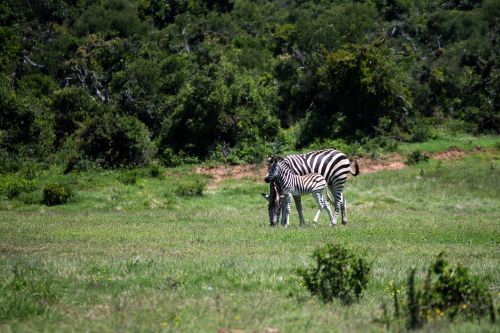 Zebra, Mare, Kumeliukas, Žolė, Laukinė Gamta, Žinduolis, Afrika, Safari