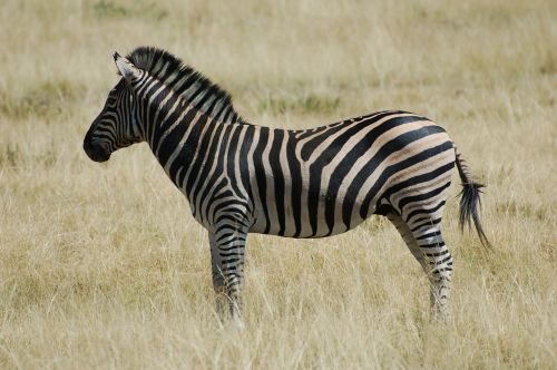 Zebra, Gyvūnas, Laukinė Gamta, Afrika, Laukiniai, Safari