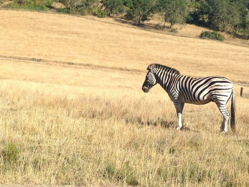 Zebra, Safari, Zoologijos Sodas, Laukas, Afrika, Savanna, Laukinė Gamta, Laukiniai, Parkas