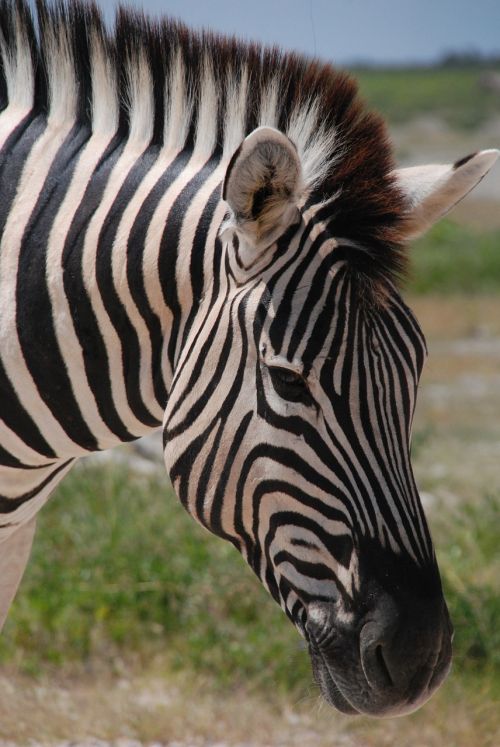 Zebra, Arklys, Gyvūnas, Naminis Gyvūnėlis, Arklys, Ponis, Arklio Galvos Ūgliai, Konik, Lenktynių Arklys, Etosha Nacionalinis Parkas, Namibija, Etosha