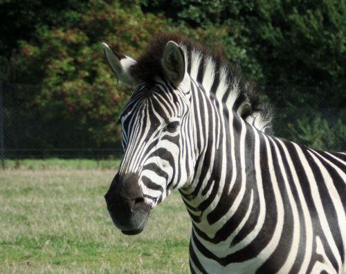 Zebra, Safari, Knuth Borg, Gyvūnai, Arklys, Žiurkė, Paddock