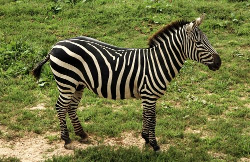 Zebra, Dotacijos Zebras, Dquus Quagga Goehmi, Lygumos Zebra, Serengeti-Mara Zebra, Gyvūnas, Laukinė Gamta, Laukiniai, Zoologija, Žinduolis, Rūšis, Dykuma, Aplinka, Lauke, Gamta