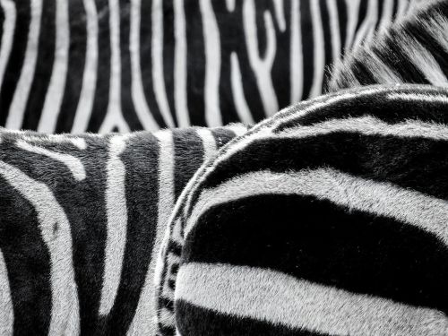 Zebra, Pėsčiųjų Perėja, Gyvūnai, Juoda Ir Balta, Dryžuotas