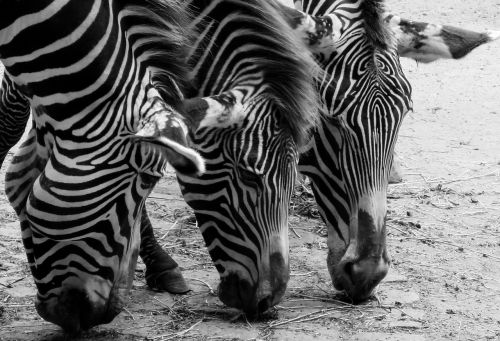 Zebra, Gyvūnai, Juoda Ir Balta, Galva, Dryžuotas