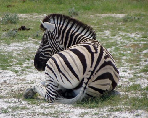 Zebra, Juodos Ir Baltos Juostelės, Afrika, Namibija, Laukiniai