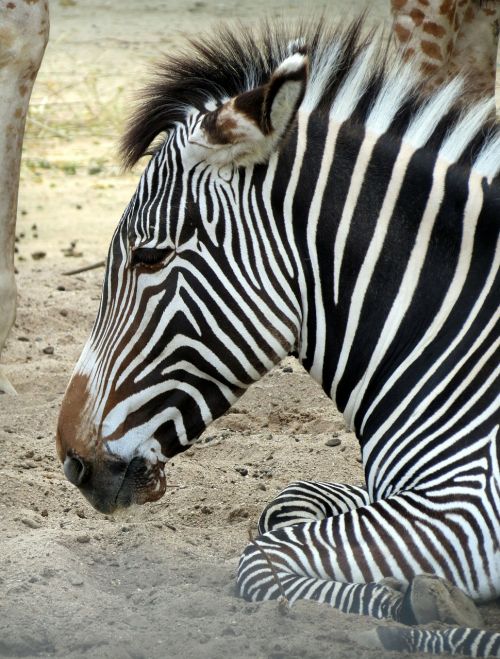 Zebra, Žinduolis, Zoologijos Sodas, Dryžuotas, Gyvūnas, Laukinė Gamta