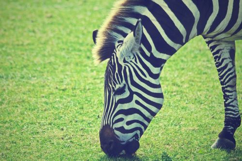 Zebra, Gyvūnas, Afrika, Safari, Laukinė Gamta, Laukiniai, Zoologijos Sodas, Gamta, Žinduolis, Afrikos, Dykuma, Juostelės, Kailis, Žiurkė, Žolė, Valgymas