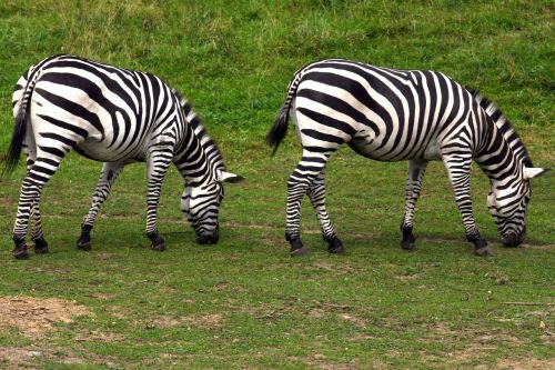 Zebra, Ganyti, Zoologijos Sodas
