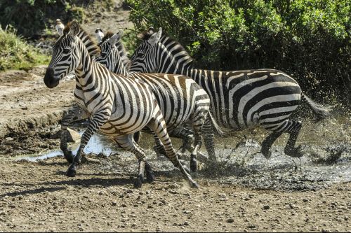 Zebra, Bėgimas, Savana, Vandens Skylė, Laukiniai, Žinduolis, Juostelės, Serengeti, Tanzanija, Afrika