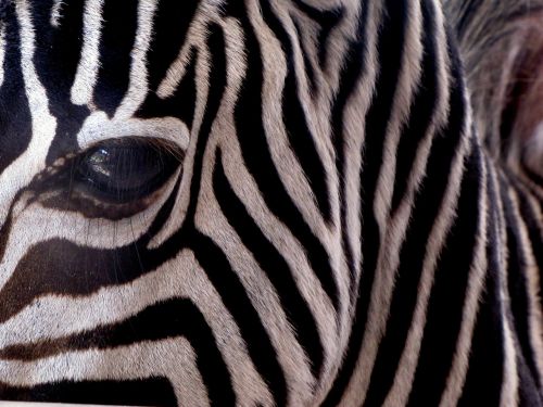 Zebra, Juostelės, Žinduolis, Gyvūnas, Afrikos, Afrika, Dryžuotas, Egzotiškas, Galva, Veidas, Akis, Juostelė, Arklys