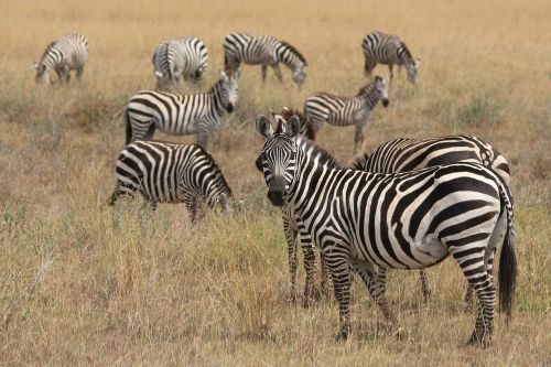 Zebra, Gyvūnai, Afrika