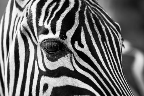 Zebra, Juostelės, Juoda Ir Balta, Zoologijos Sodas, Gyvūnai, Pėsčiųjų Perėja