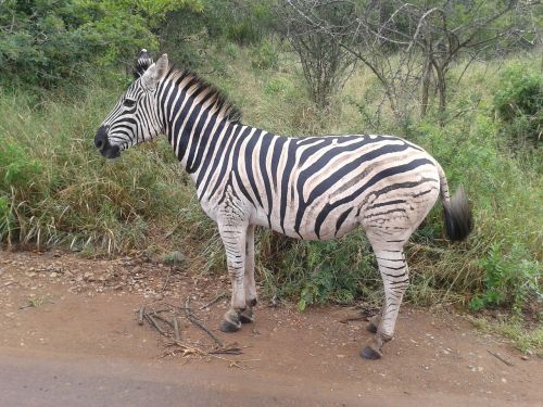 Zebra, Gyvūnas, Afrikos