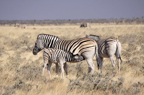 Zebra, Kumeliukas, Atgimsta, Gerti, Čiulpti, Gyvūnai, Afrika, Jaunas Gyvūnas, Laukiniai, Etosha, Safari, Namibija