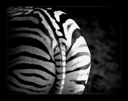 Zebra, Juostelės, Gyvūnas, Laukiniai, Safari, Žinduolis, Gyvūnai, Zebra Juostelės, Zebras, Gamta, Menas, Baps, Juoda Balta, Juokinga