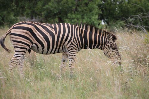 Zebra, Buck, Afrika, Laukinė Gamta, Gyvūnai, Dykuma