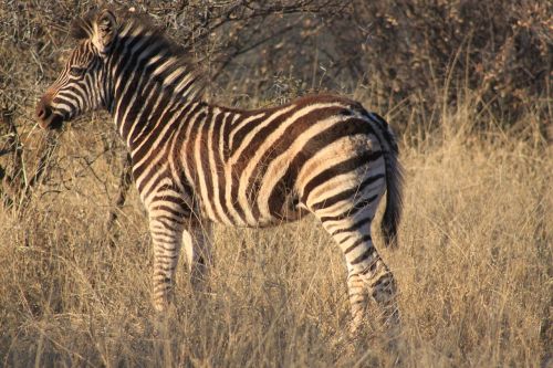 Zebra, Afrika, Safari, Savanna, Laukinė Gamta